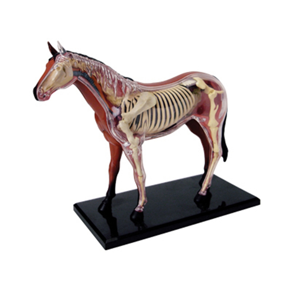 Animal Organ Anatomy Model 4D  - đánh giá và giá Science Diy Model