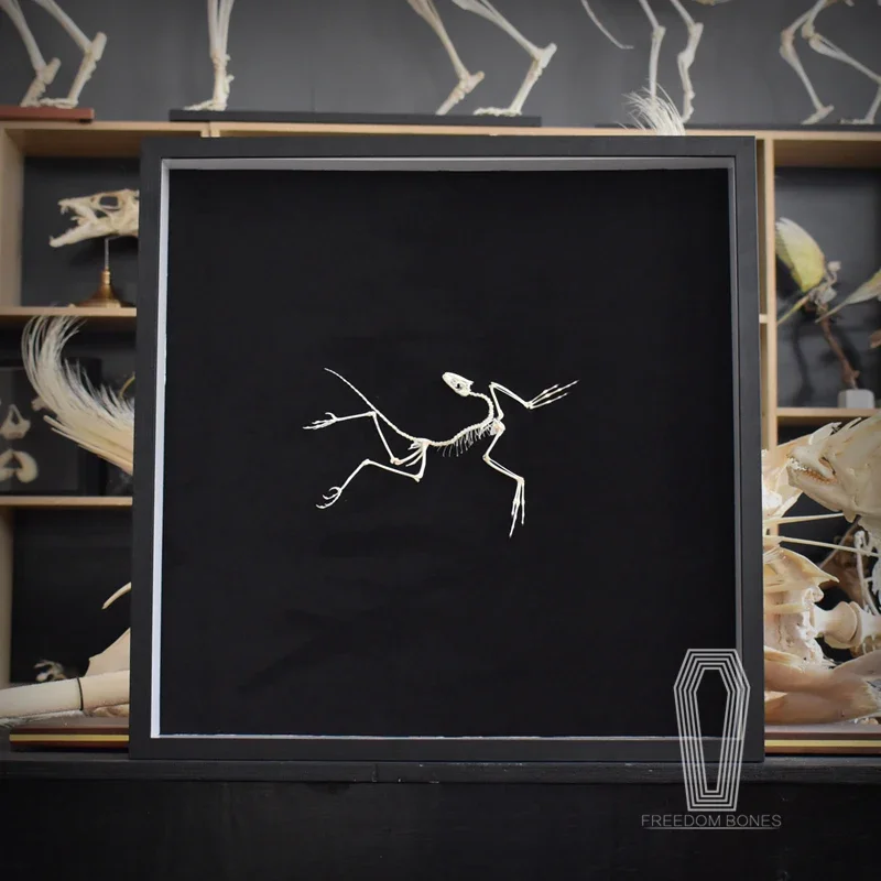 2120 Archaeopteryx Fossil Art  - đánh giá và giá Fossil Replica Display