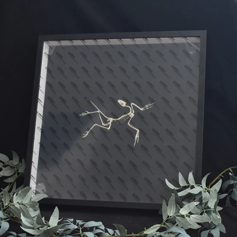 2120 Archaeopteryx Fossil Art  - đánh giá và giá Fossil Replica Display